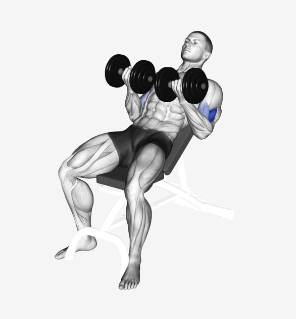 Incline Dumbbell Curl