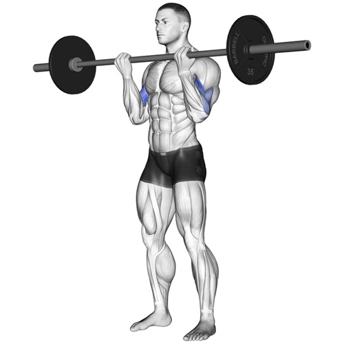 Standing Barbell Curl