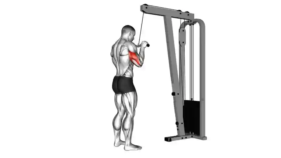 Triceps Pushdown - Build Big Muscles