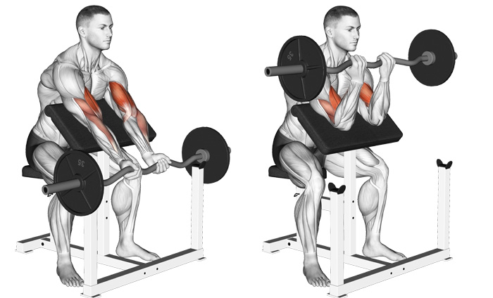 Benefits of Preacher Curls