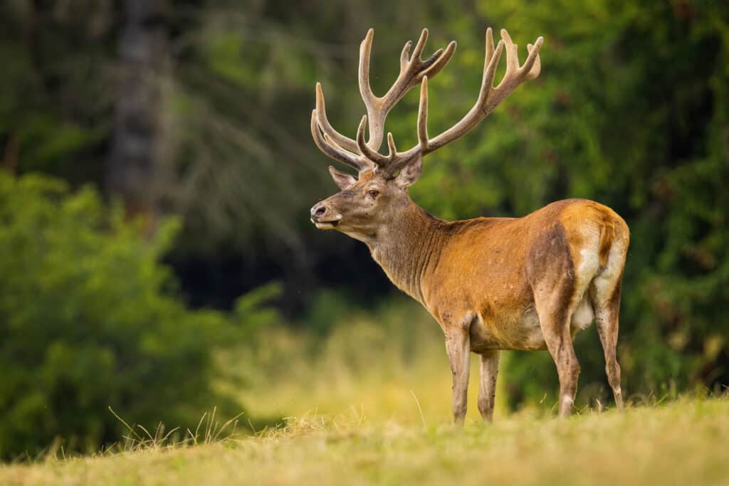 Deer Antler Velvet