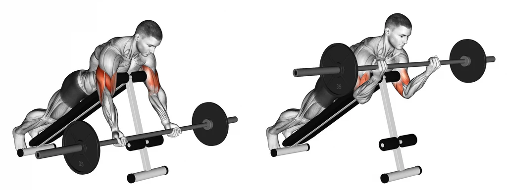 What Muscles Do Spider Curls Work?