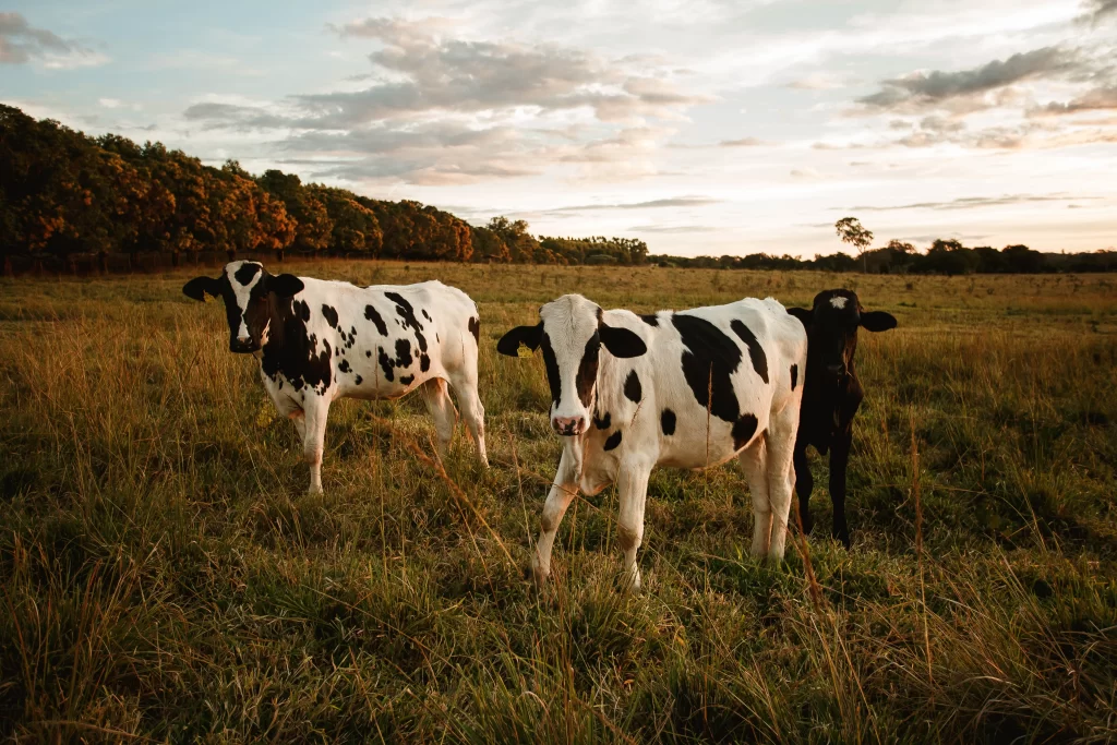 What Are the Benefits of Grass Fed Whey Protein?