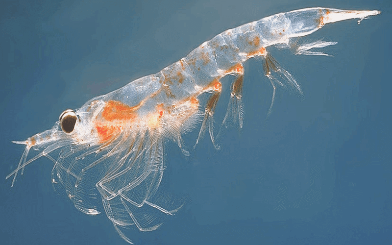 Benefits of Krill Oil