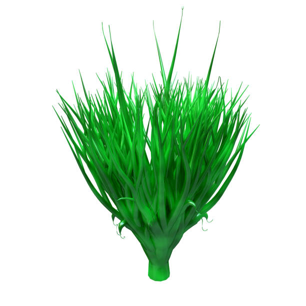 Spirulina super greens