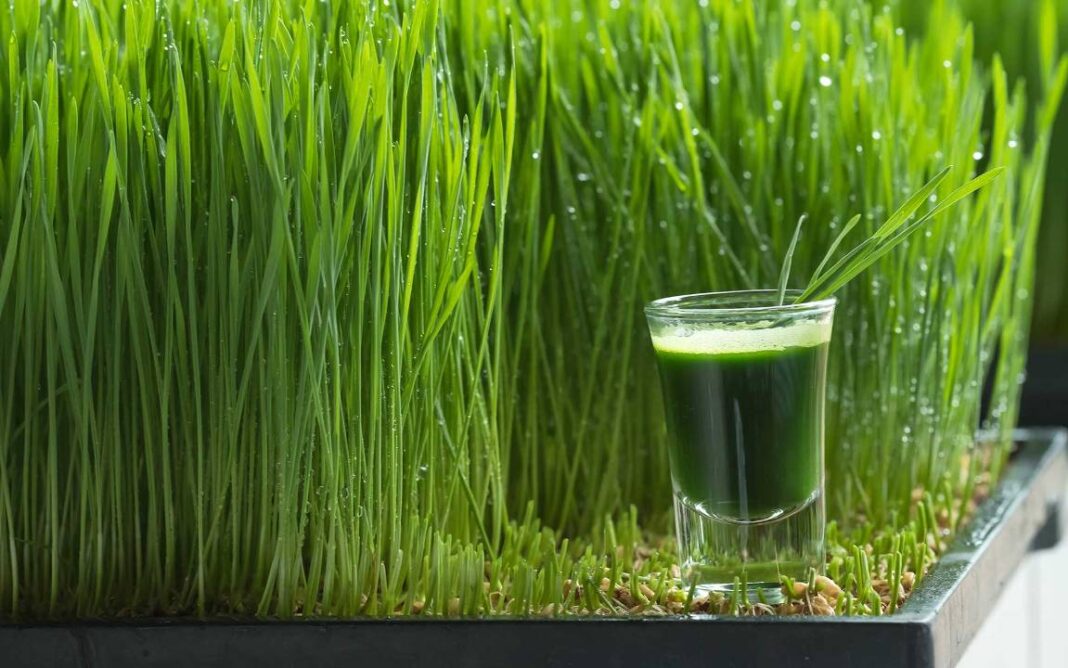 Which Super Greens Help with Muscle Growth?