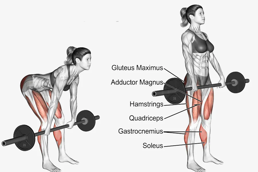 Best Exercises for Hamstrings Best Exercises for Hamstrings