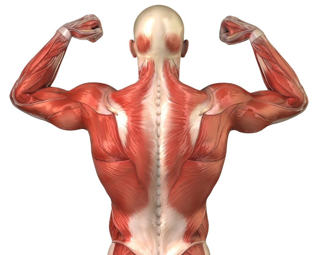 Back Muscle Anatomy Explained