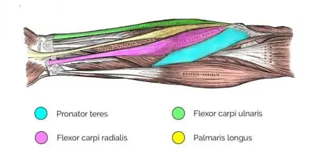 Forearm Anatomy Explained: What You’re Really Training