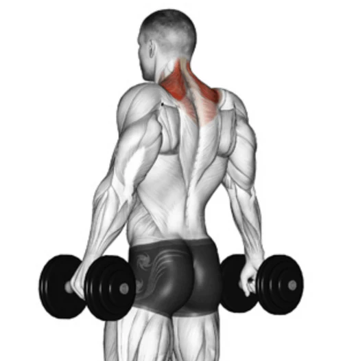 Best Shrug Variations Ranked: Build Traps That Dominate