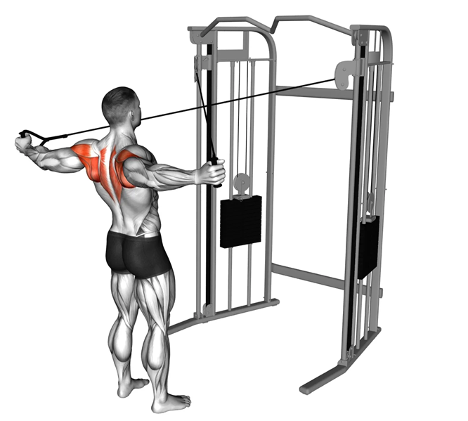 Cable Rear Delt Fly: Maximum Rear Delt Growth