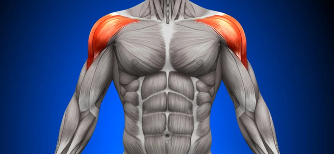 Side Delt Anatomy & Function