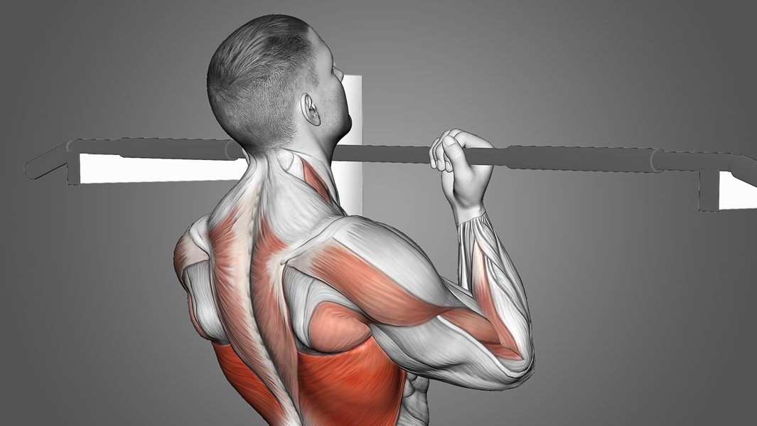 Chin-Ups Biceps-Focused Chin-Ups (Biceps-Focused)