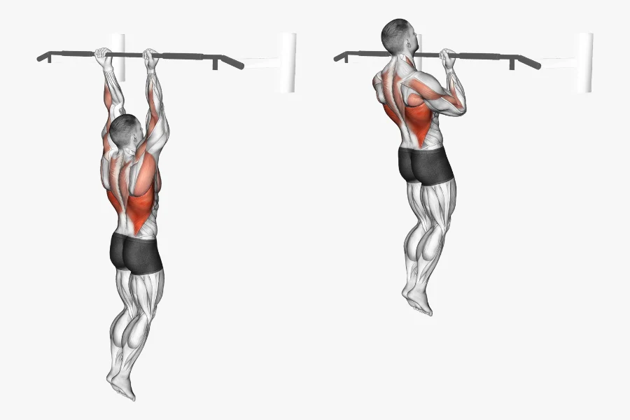 Why Chin-Ups Are a Top-Tier Biceps Builder Why Chin-Ups Are a Top-Tier Biceps Builder