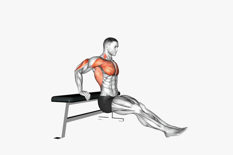 Bench Dips (Triceps Focus)
