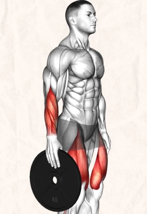 Training Strategies from a Bodybuilder’s Perspective Training Strategies from a Bodybuilder’s Perspective