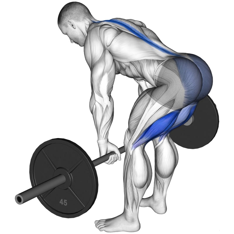 RDL vs. Conventional Deadlift RDL vs. Conventional Deadlift