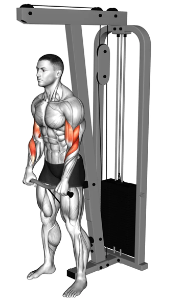 Bodybuilder Training Tips Bodybuilder Training Tips