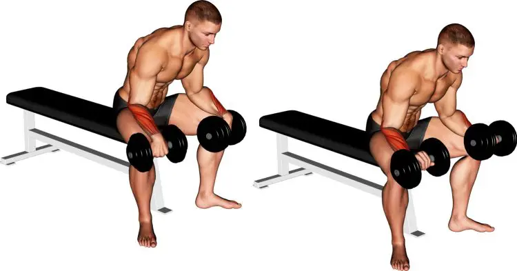 How to Perform the Reverse Dumbbell Wrist Curl How to Perform the Reverse Dumbbell Wrist Curl