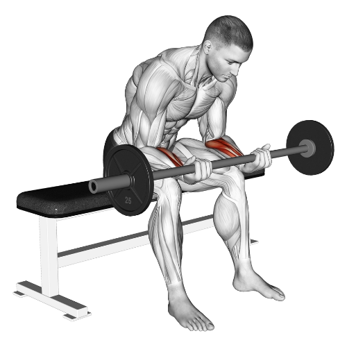 How to Perform the Barbell Wrist Curl How to Perform the Barbell Wrist Curl