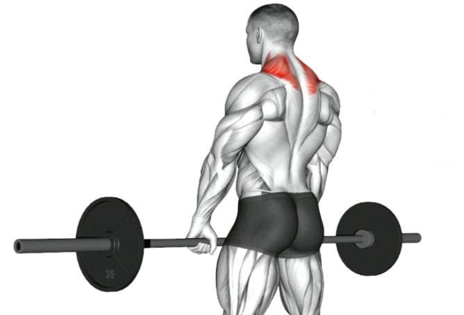 How to Perform the Barbell Shrug How to Perform the Barbell Shrug