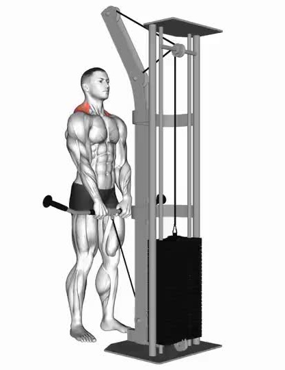 How to Perform the Cable Shrug How to Perform the Cable Shrug