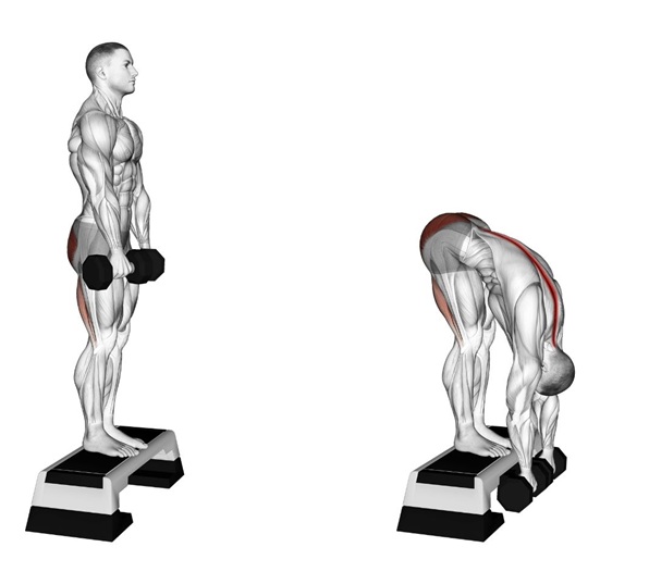 Why the Jefferson Curl Is Valuable for Bodybuilders Why the Jefferson Curl Is Valuable for Bodybuilders